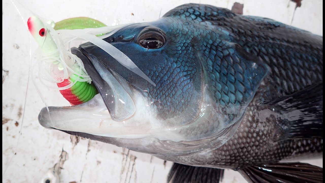 Big Sea Bass Slam! Mixed Bag Jig Fishing