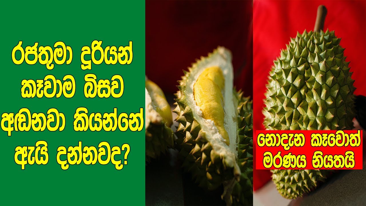 රජතුමා දූරියන් කෑවාම බිසව අඩනවා කියන්​නේ ඇයි දන්නවද? | Durian Most Dangerous Fruit In The World