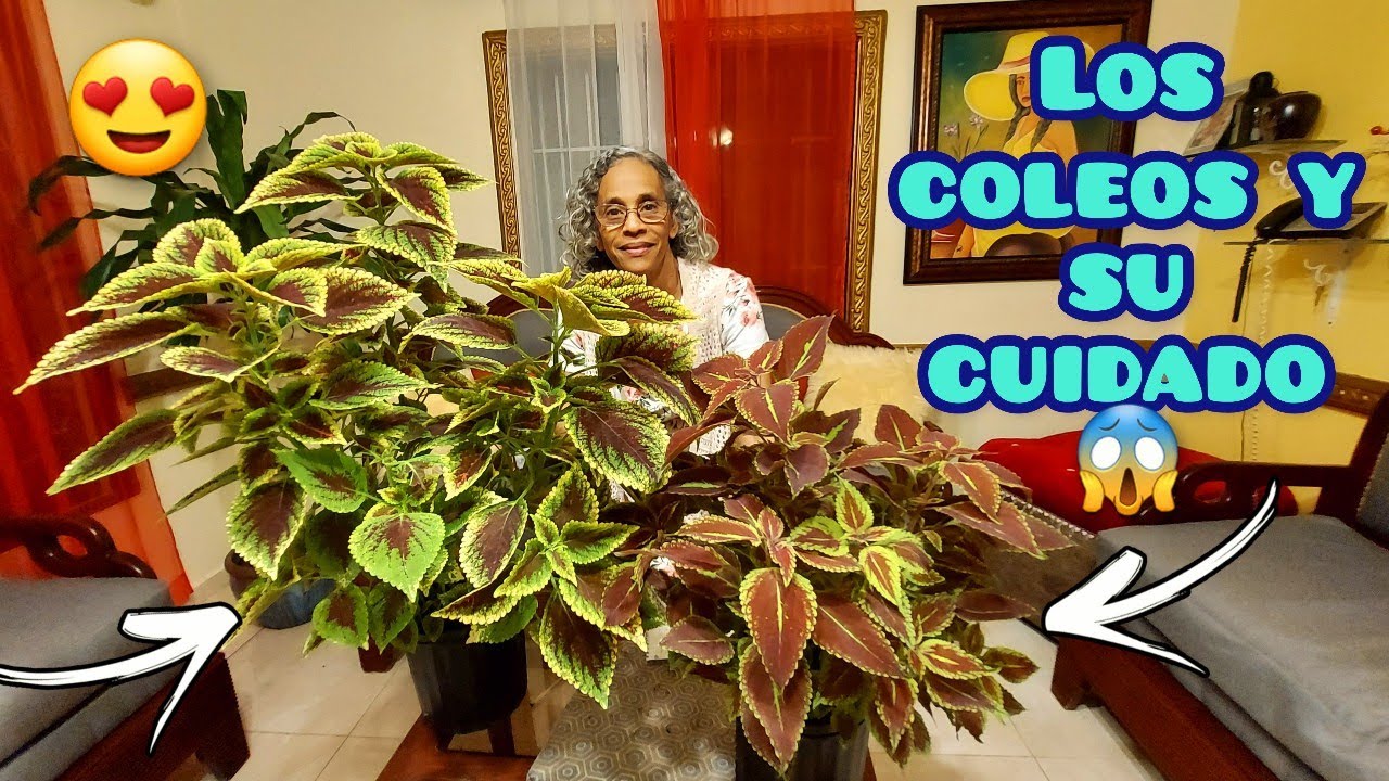 WOW😱 ESTO ES LO QUE DEBES SABER SOBRE LOS COLEOS/CRETONAS😍🪴