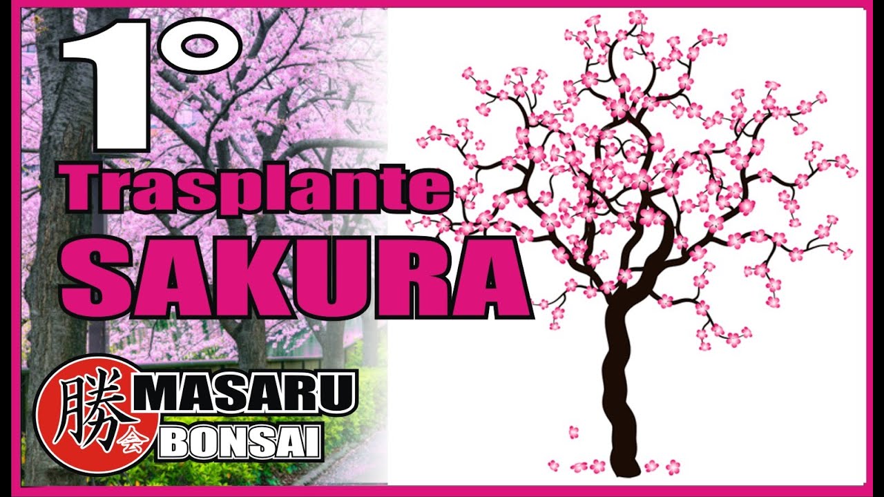 SAKURA CEREZO JAPONES PRIMER TRASPLANTE DESDE PLANTA DE VIVERO - HOW TO MAKE A bonsai tree