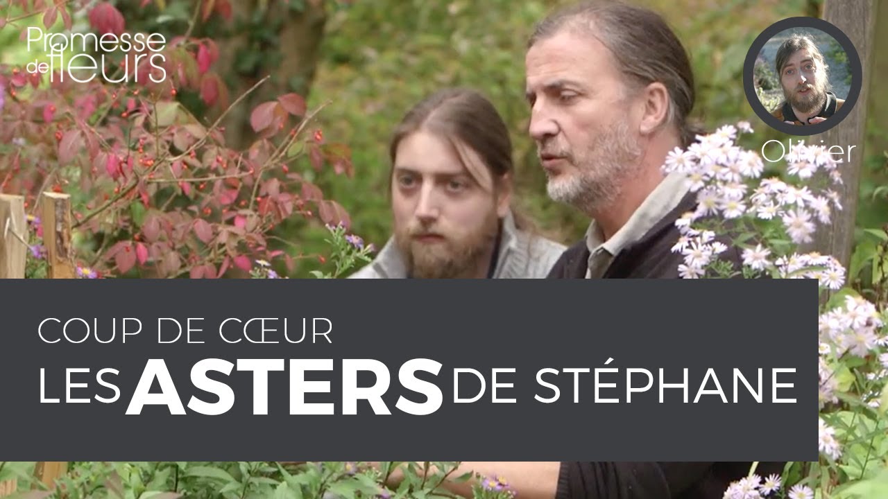 Coup de cœur : les asters de Stéphane