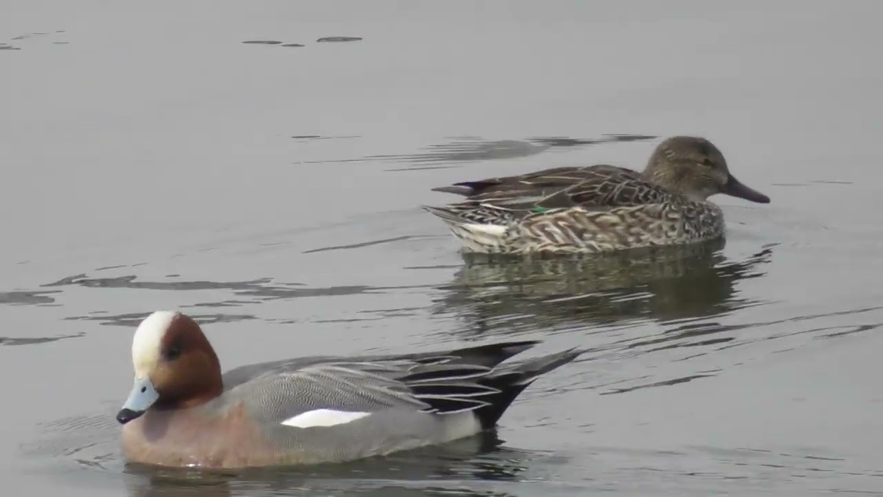 多摩川河口域にいたオナガガモ2