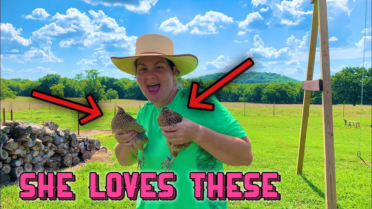 Crazy Quail Lady | Banding For The Future |