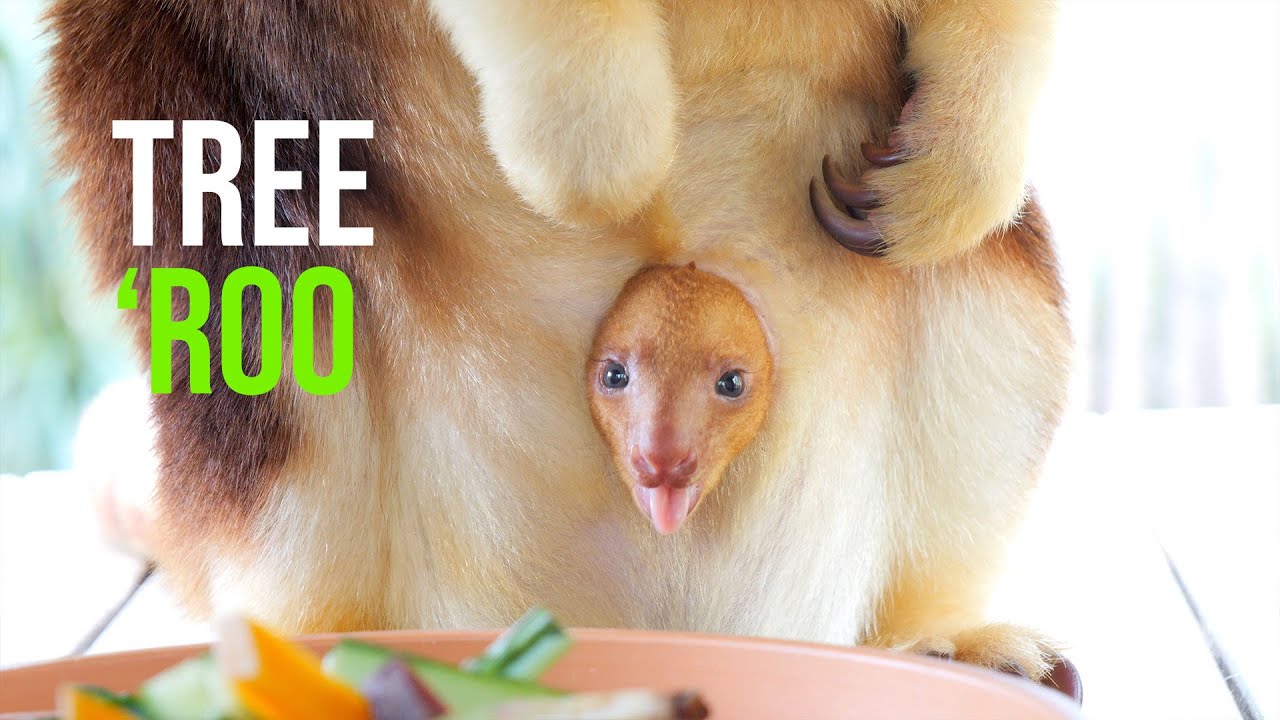 Tree-Mendously Cute: Joey Makes First Appearance