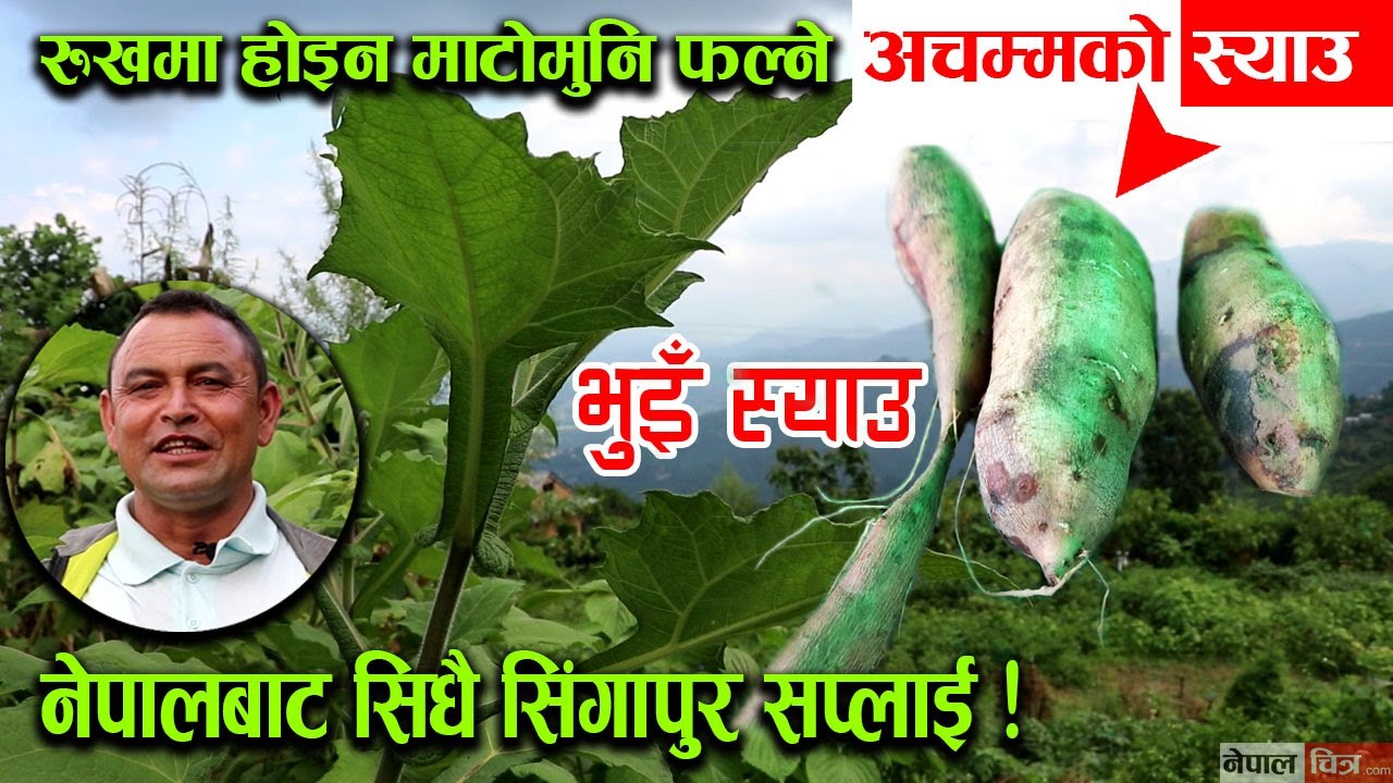 रुखमा होइन माटोमुनि फल्ने अचम्मको भुइँ स्याउ, यस्तो छ आम्दानी │Yacon Fruit │ Nepal Chitra