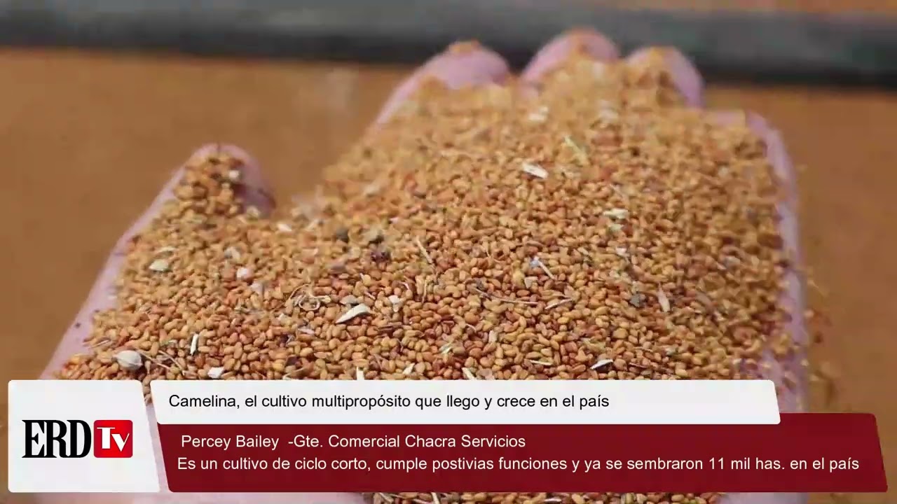 Camelina, el cultivo multipropósito que llego y crece en el país