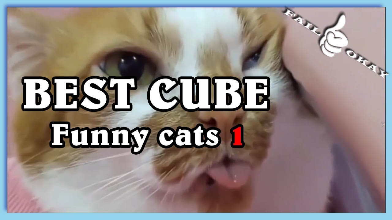 BEST CUBE funny cats 1