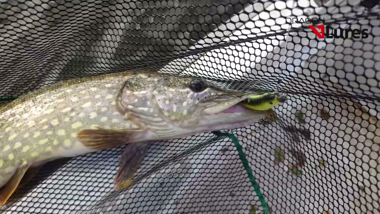 Reno Killer - Dragon V-Lures