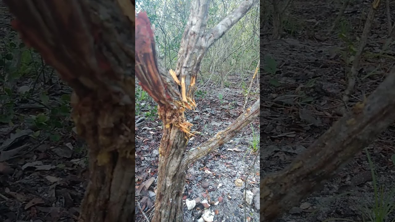 Isso que acontece se caçar na semana Santa.