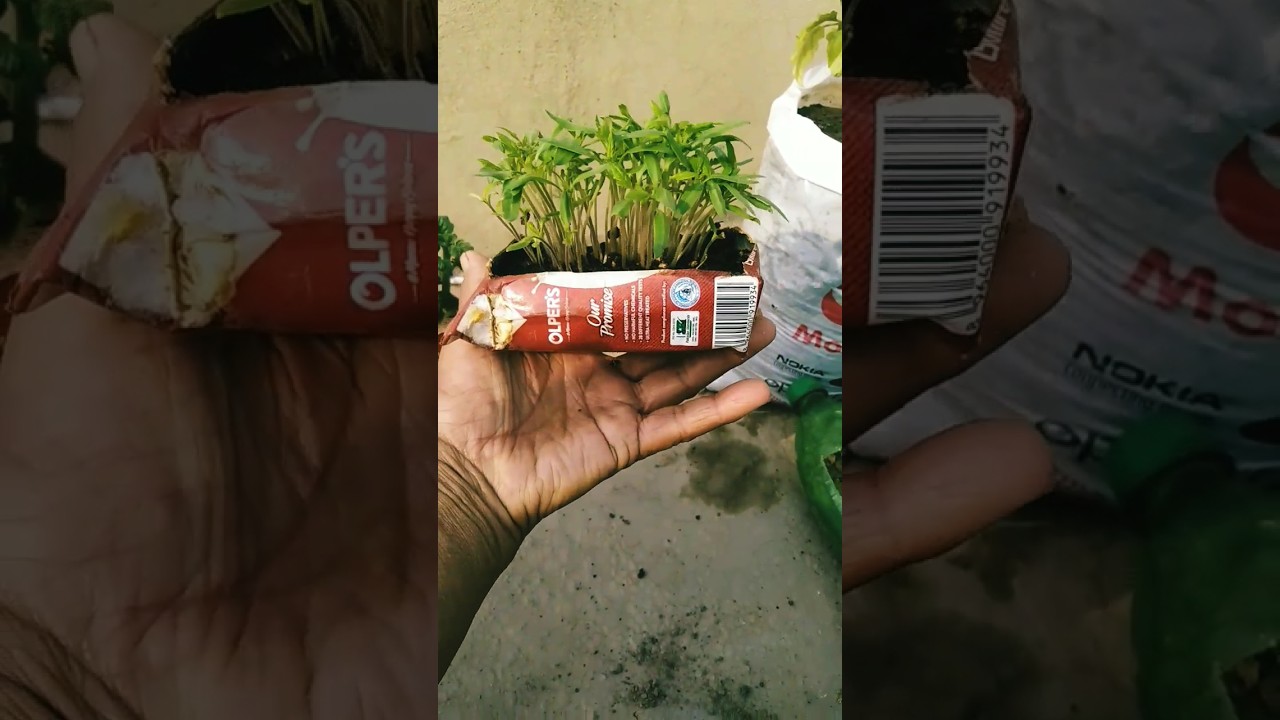 tamatar ki paneeri lgany ka tarika #safiahomegarden #gardeningwithsufyan #vegetablegardening