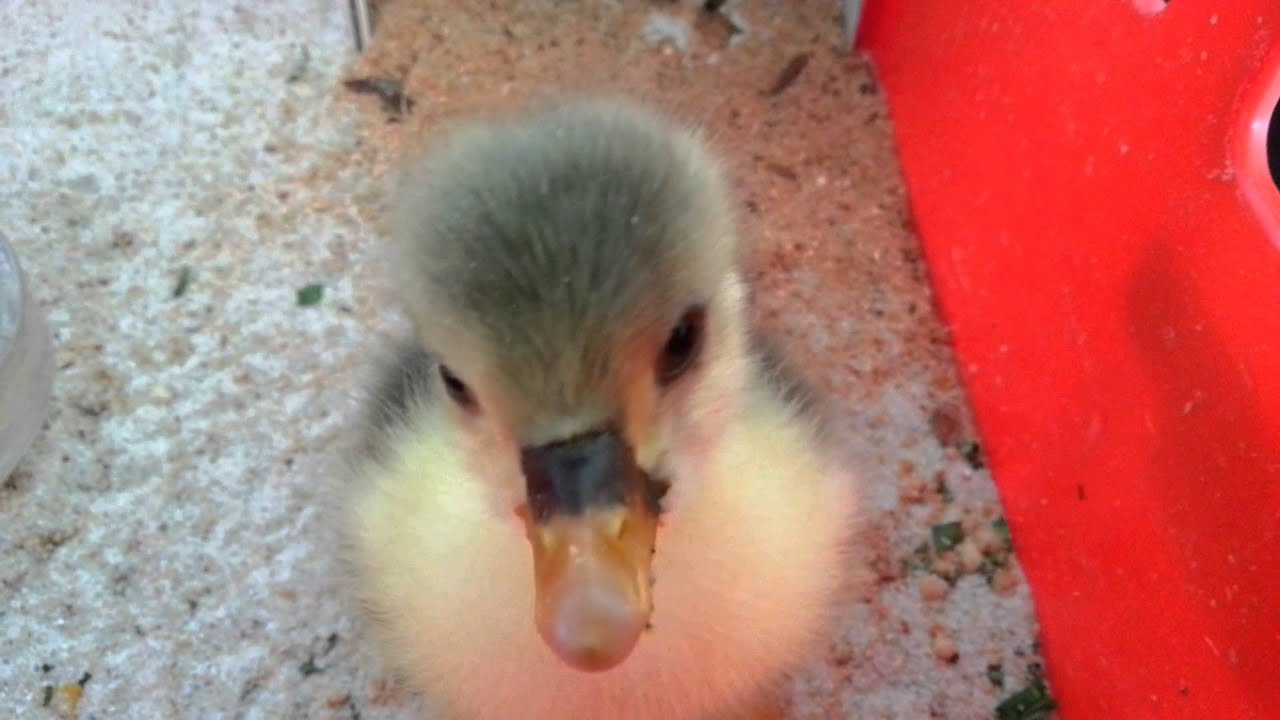 Zuchterfolg Pommerngans