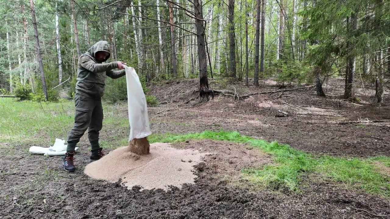 Trail Camera: What Happens to 300 kg of Grain in the Woods