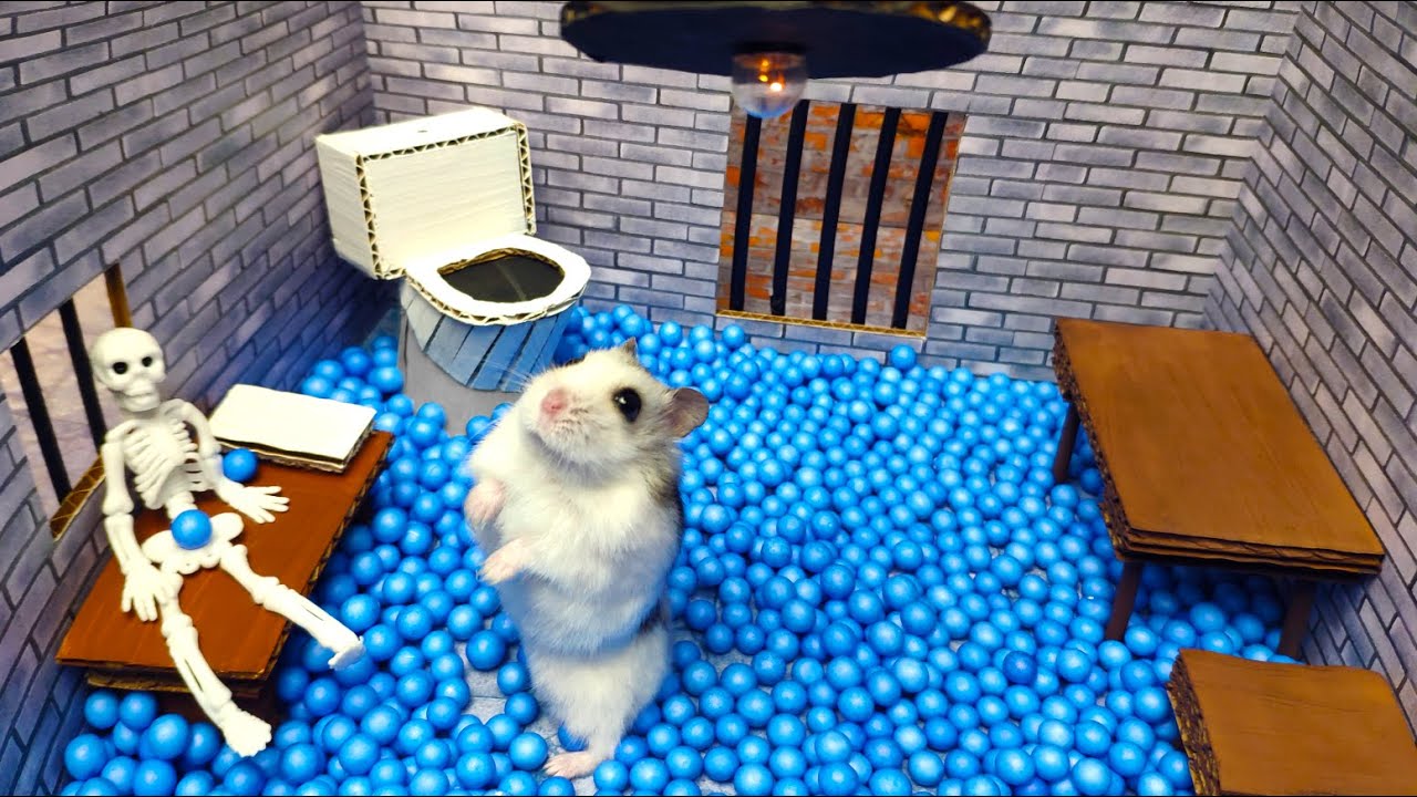 🐹Hamster escapes the awesome maze for Pets in real life 🐹 in Hamster stories Part 3