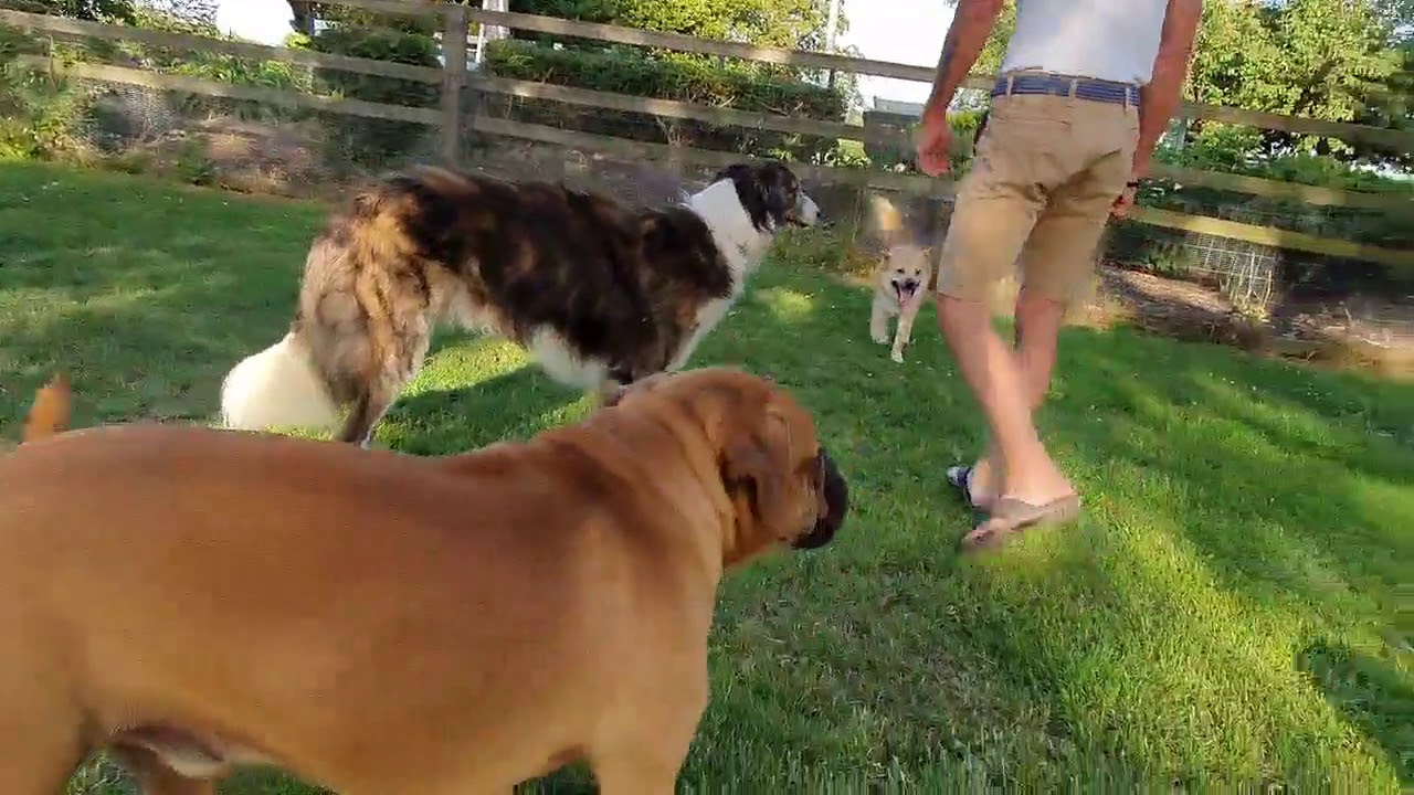 SOCIALISERING AF NERVØS   ISLANDSK HYRDEHUND
