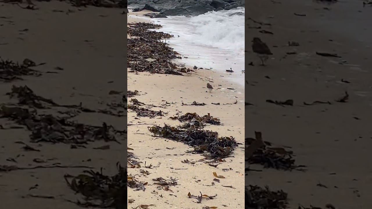 Turnstones on a winter beach in Northern Ireland #birds #shorebirds #birdlifeoutdoors #waders