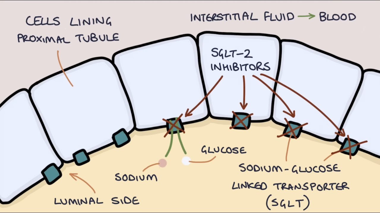 How does Dapagliflozin work? Understanding SGLT2 inhibitors.