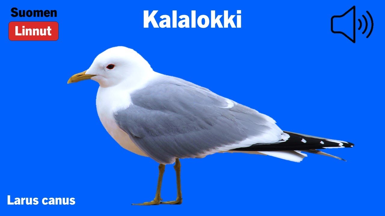 Kalalokki - Larus canus - Common Gull - fiskmås - LARCAN