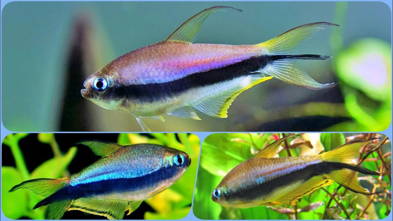 Королевская Тетра содержание в аквариуме разведение и совместимость