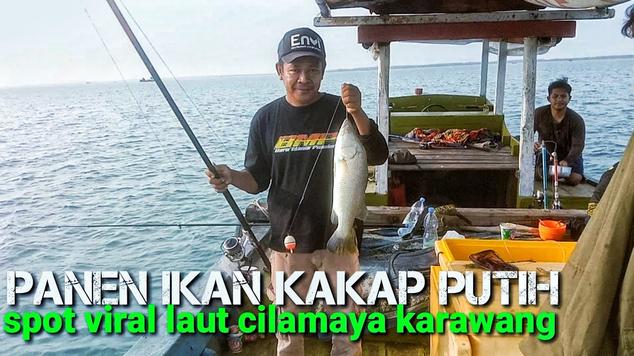 panen kakap putih// spot viral laut Cilamaya karawang