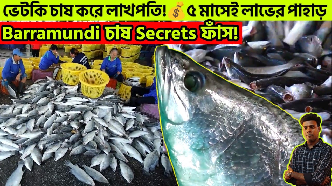 ভেটকি চাষ করে লাখপতি!💰Barramundi চাষ Secrets ফাঁস! 🔥৫ মাসেই লাভের পাহাড়! bhetki fish farming 