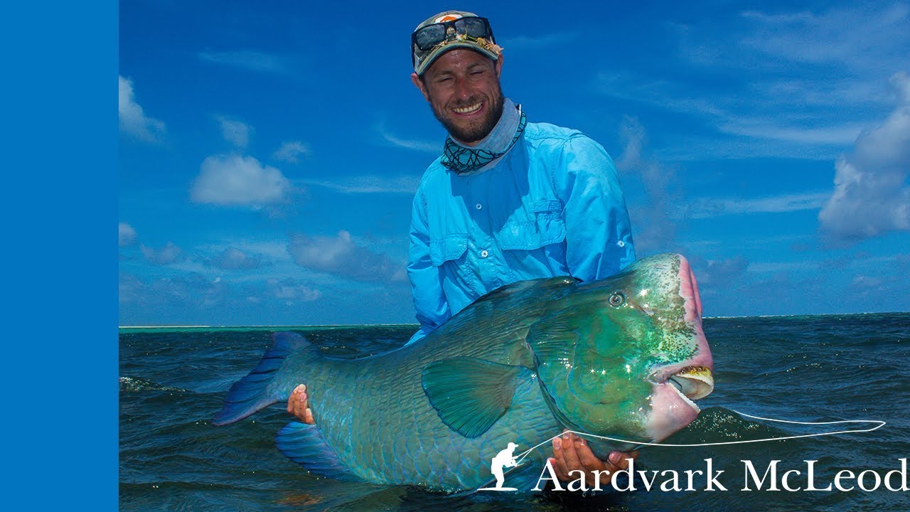 How to catch bumphead parrotfish on the fly -  Part 1