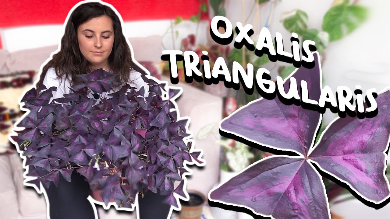 How To Care For Oxalis Triangularis | Purple Shamrock Plant
