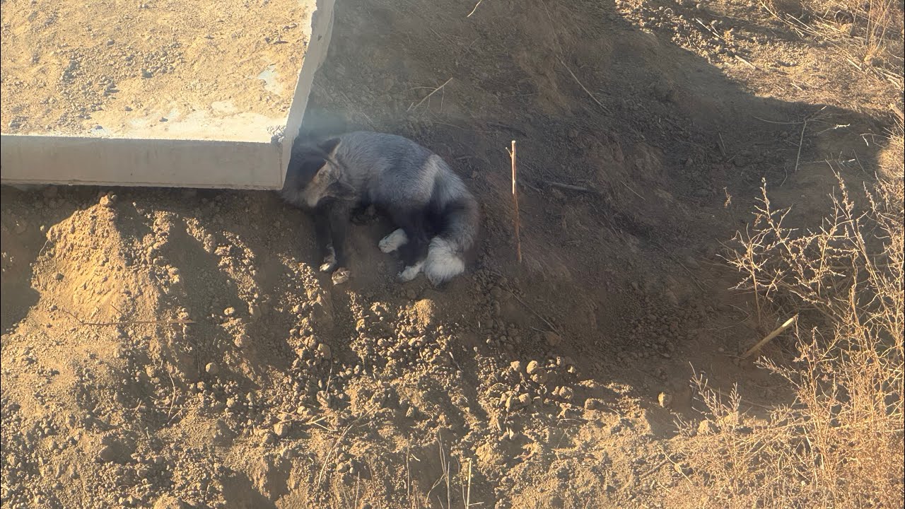 The cool canids of The Wild Animal Sanctuary aka Wolves and Foxes
