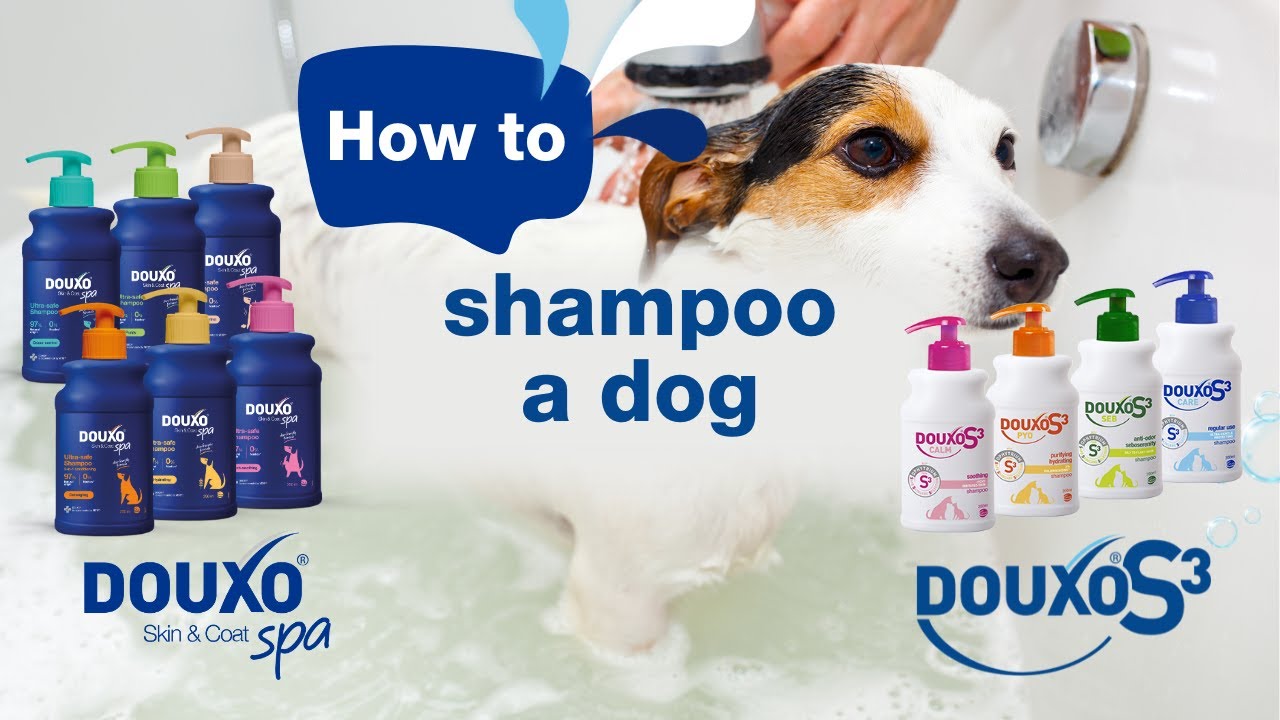 :🛁 How to Bathe Your Dog at Home | Step-by-Step Guide for a Stress-Free Wash 🐶