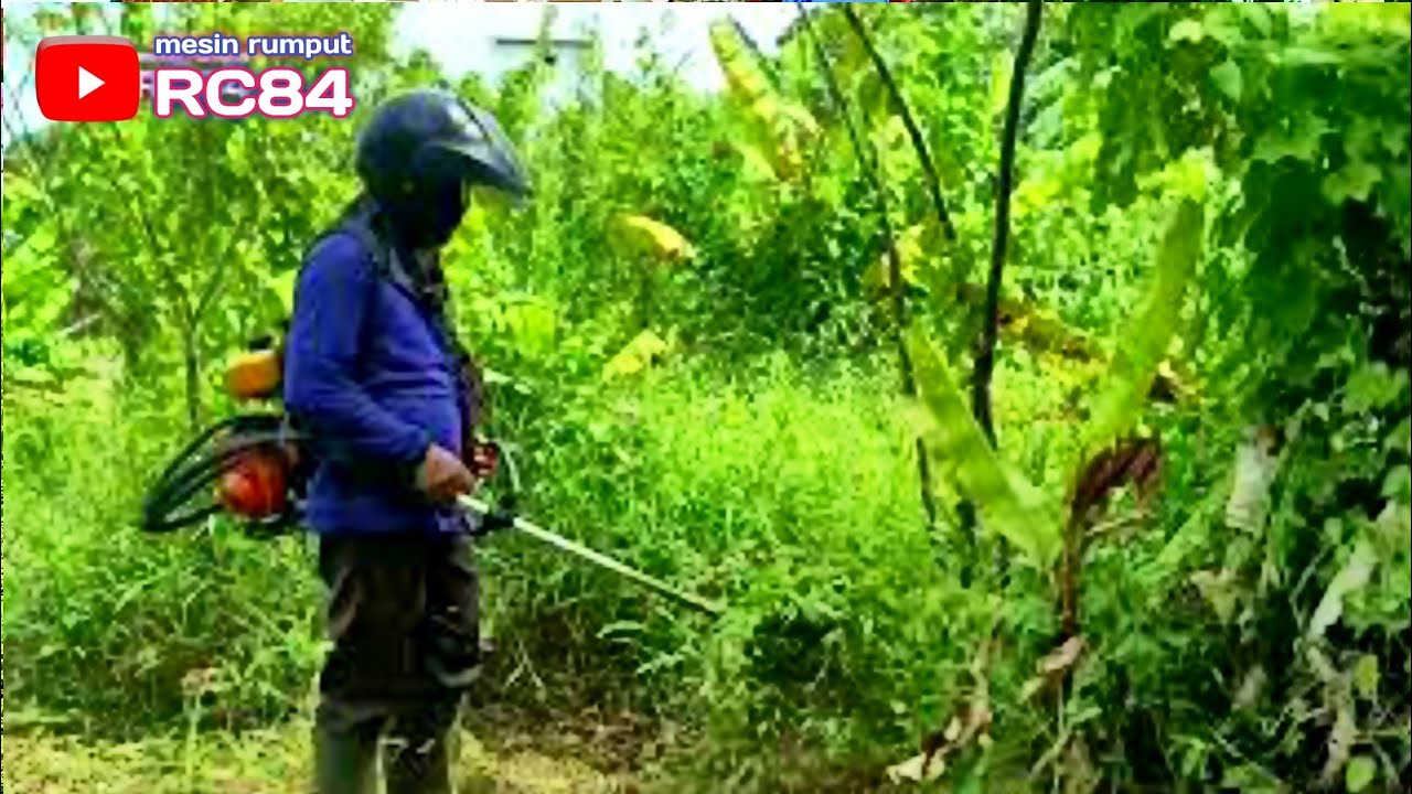Part 2  Rumput di kebun ini sangat padat tinggi dan tebal