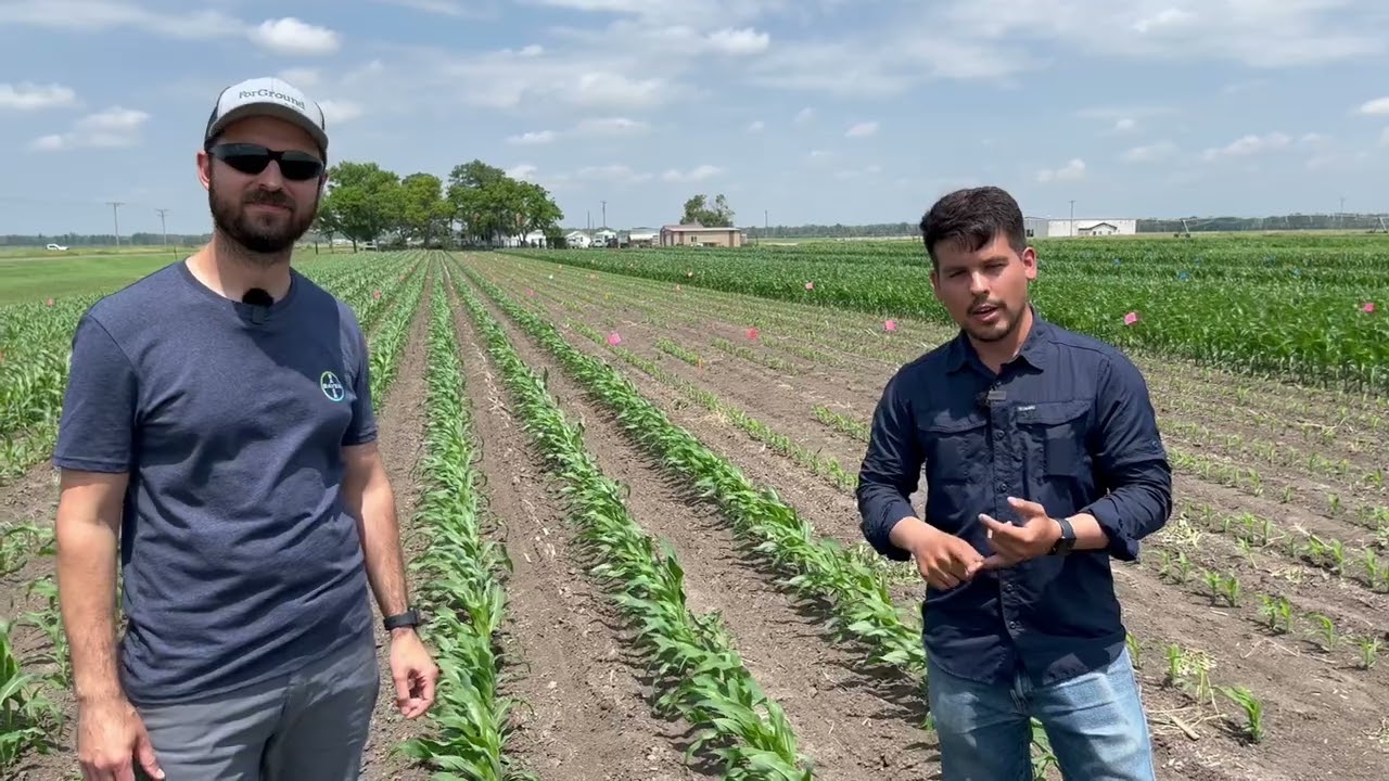 Interseeding Cover Crops in Corn Early Stages