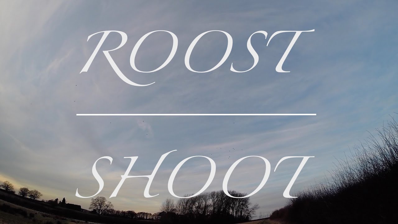 Woodpigeon hunting. Roost shooting. Thousands seen but only two in the bag!