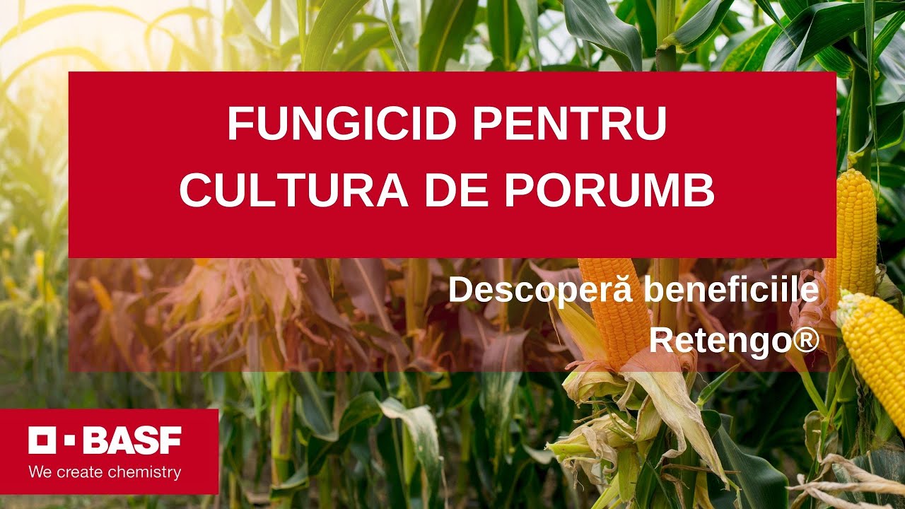 Fungicid Porumb: COMBATE Cele Mai Pagubitoare Boli cu Retengo®