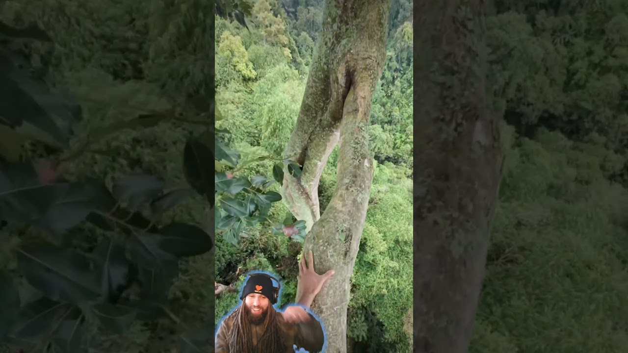 Focus, be careful! 🌲😲