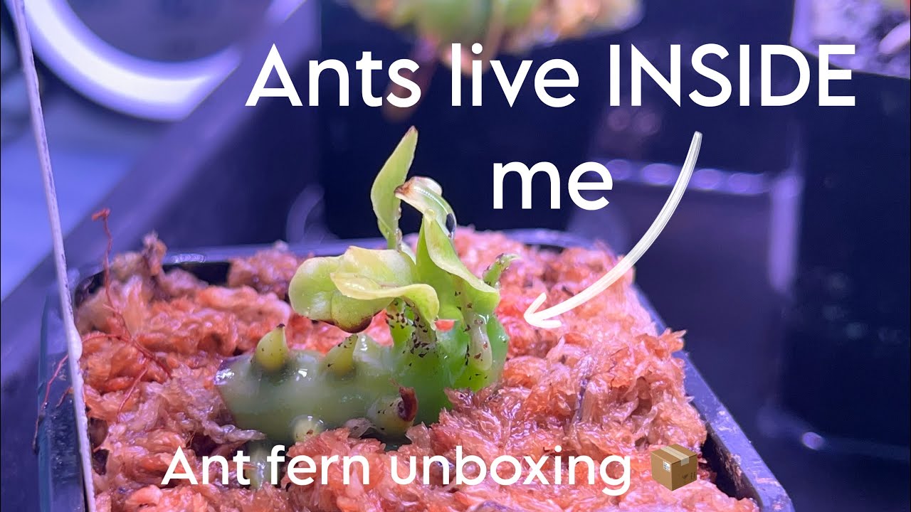 A Plant that Houses ANTS?? Ant Fern (Lecanopteris Balgooyi) Unboxing & Tour!