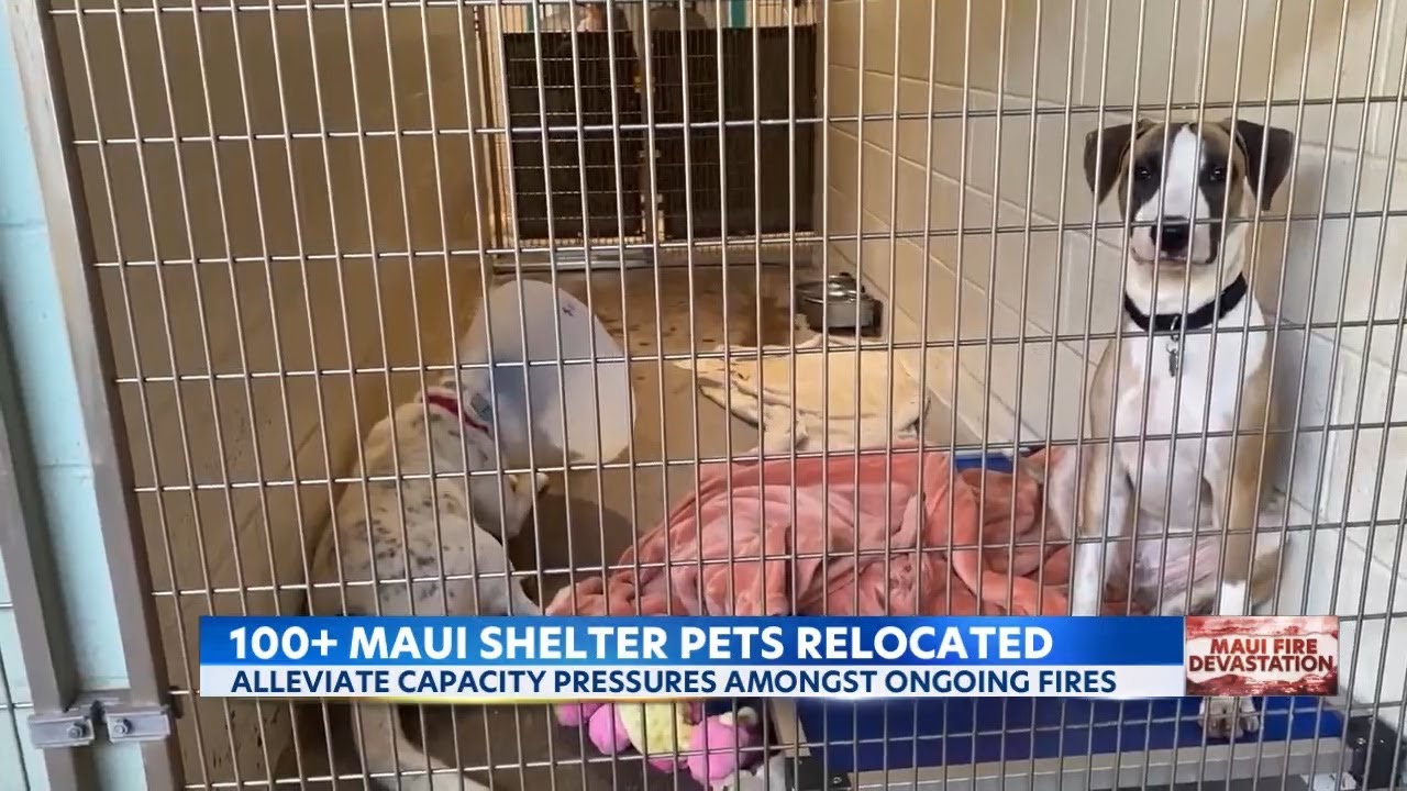 Alleviating capacity pressure at Maui Humane Society