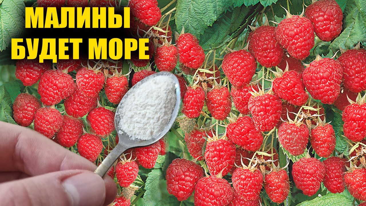 1 Ложка под Малину и она завалит вас крупной ягодой, тонна малины с куста проверено!