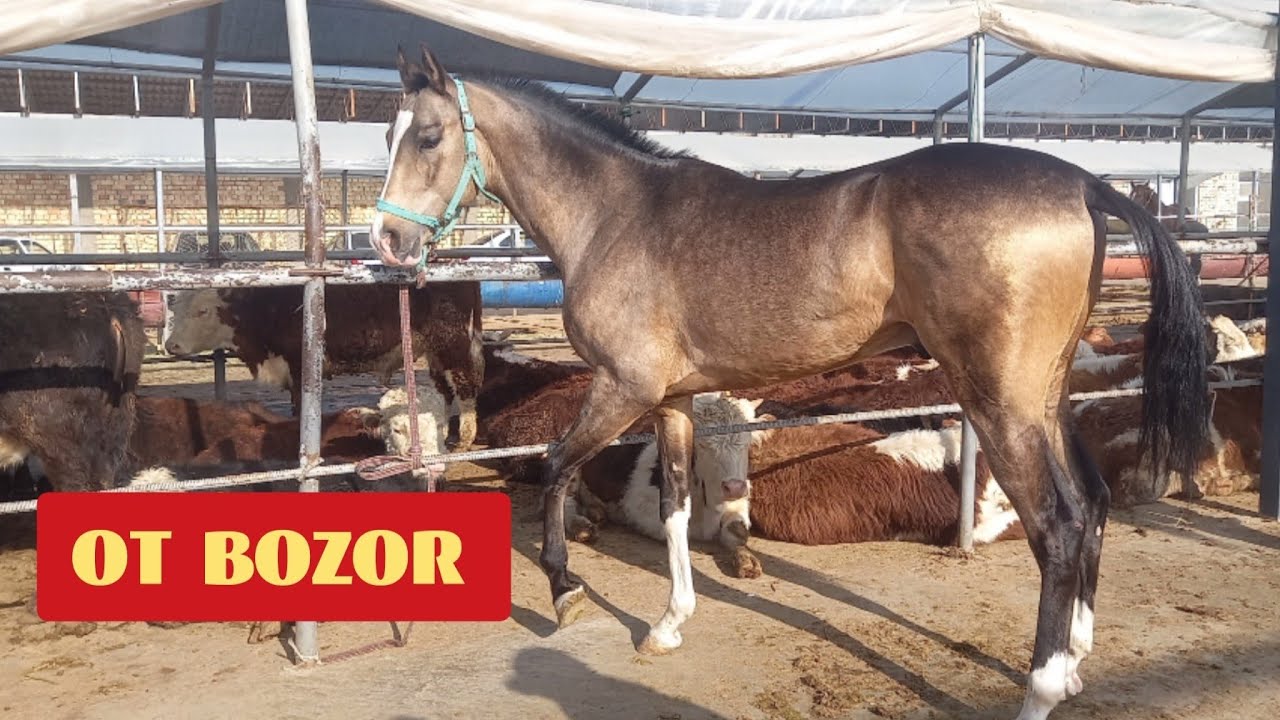 От бозор 2021! Ат базар! Жылкы базар! Конный рынок! Horses!