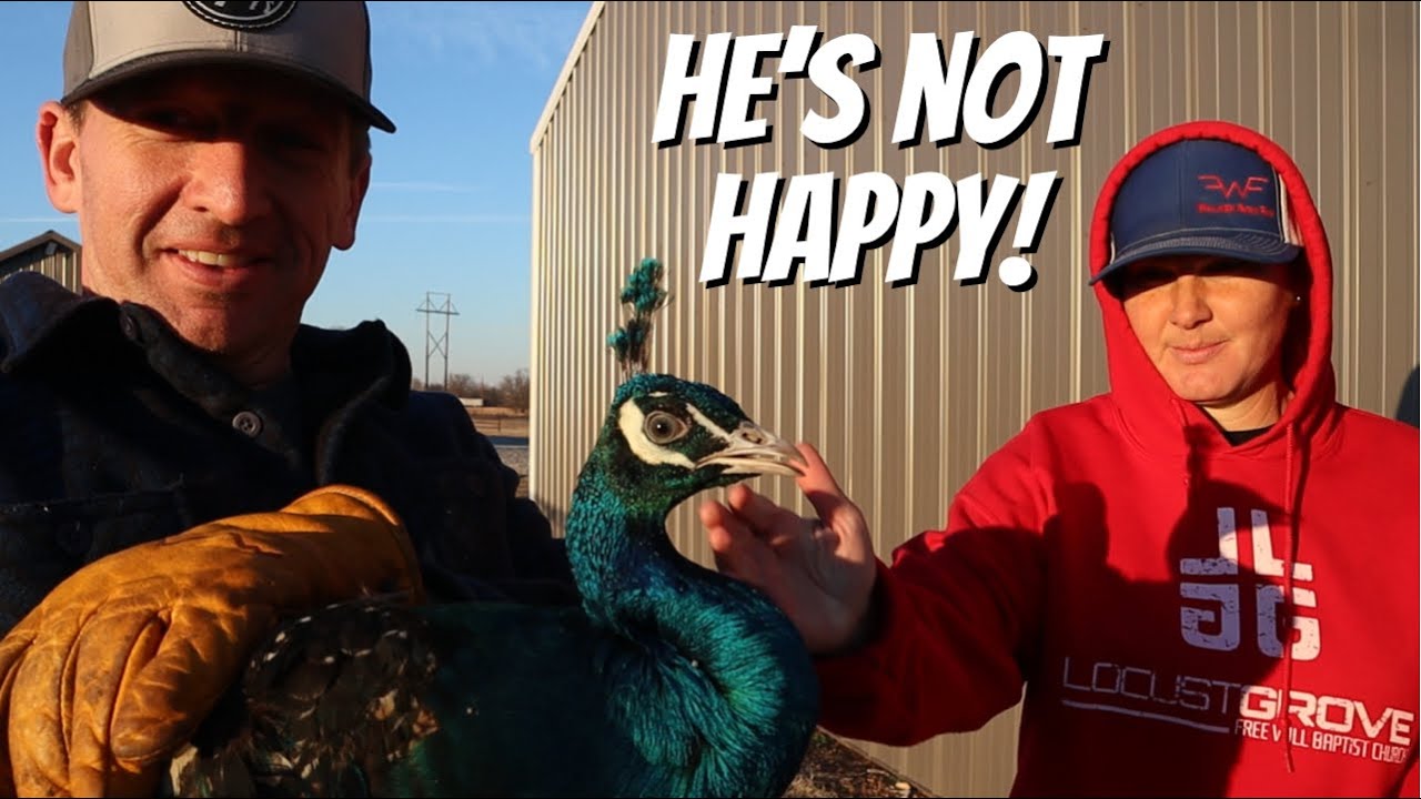 DID OUR PEACOCK ATTACK!?!