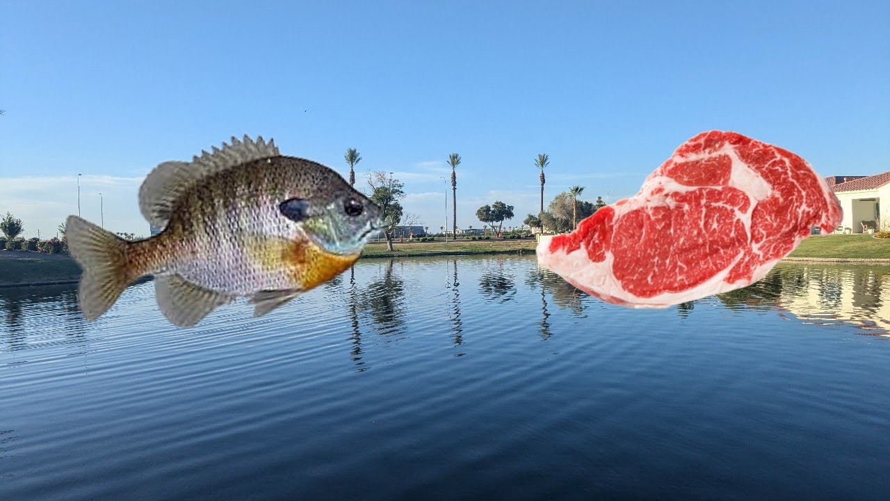 Fishing with MEAT?! (Bait Challenge)