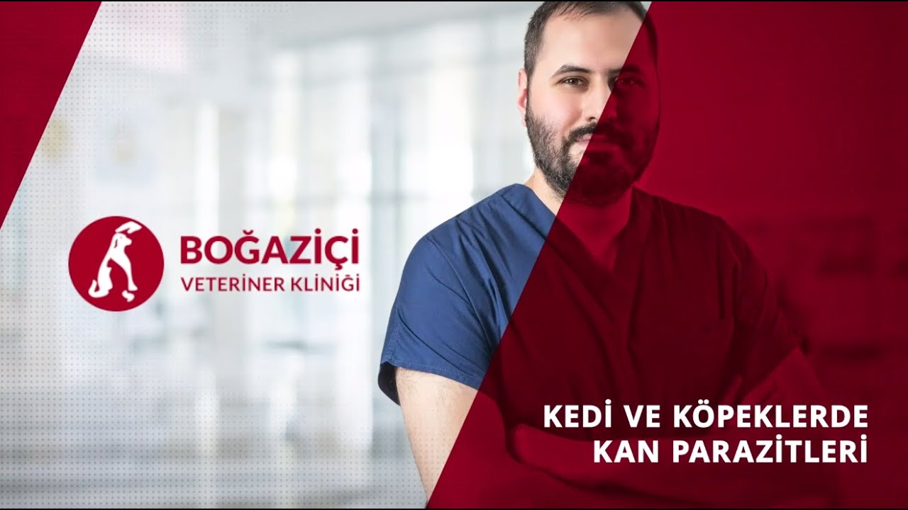 Kedi ve Köpeklerde Kan Parazitleri