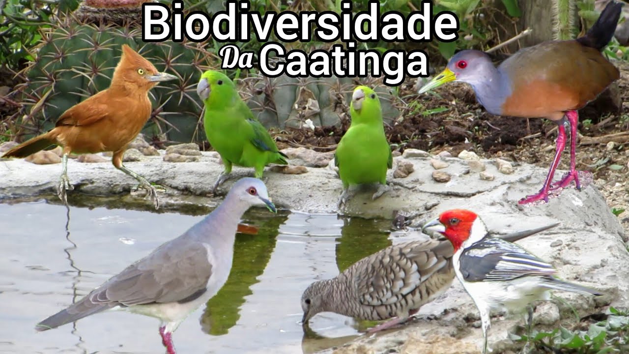 O SEGREDO DAS AVES DA CAATINGA PARA SOBREVIVER | A BUSCA DA ÁGUA, MESMO NOS DIAS DE CHUVA NO SERTÃO.