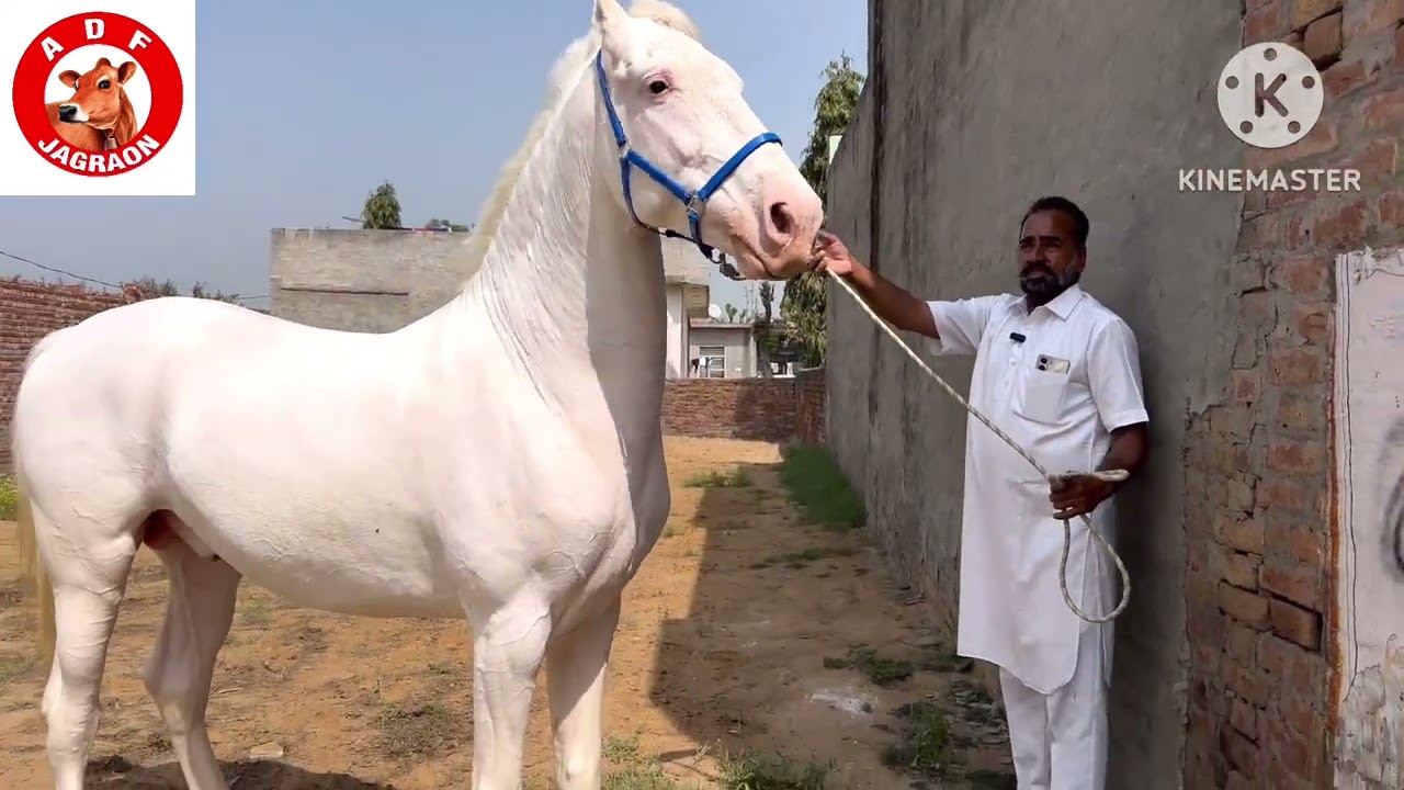 9/3/26 ਨੁਕਰਾ ਘੋੜਾ ਵਕਾਉ ਨਾਮ ਟਾਰਜਨ  ਪਿਉ ਸੱਘੂ 🐎 64 ਇੰਚ ਕੱਦ ਉਮਰ 5 ਸਾਲ ਮੋ 9914763917