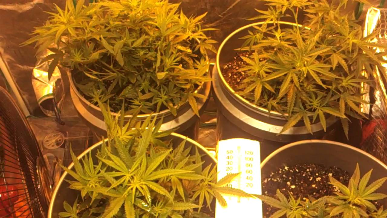 Medical Cannabis Grow Week 1 Day 7 Flowering
