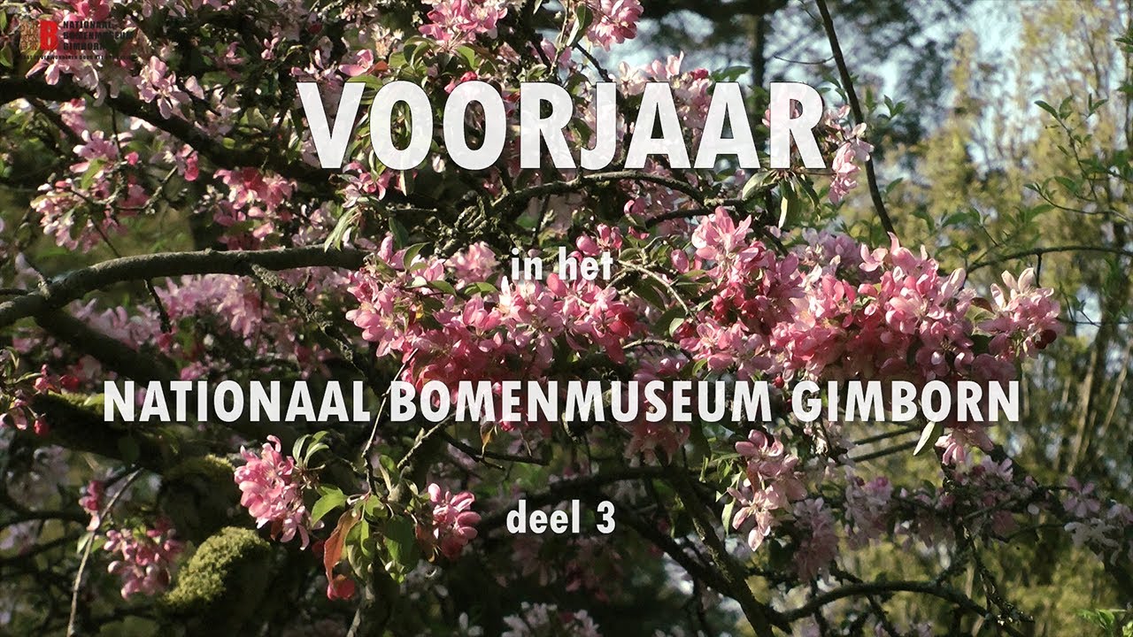 Voorjaar in het Nationaal Bomenmuseum | deel 3