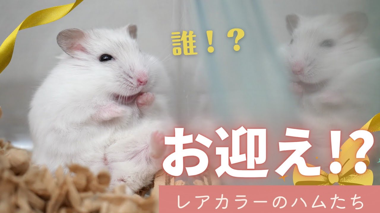 【お迎え】レアカラーのハムスターたち～ジャンガリアンハムスター