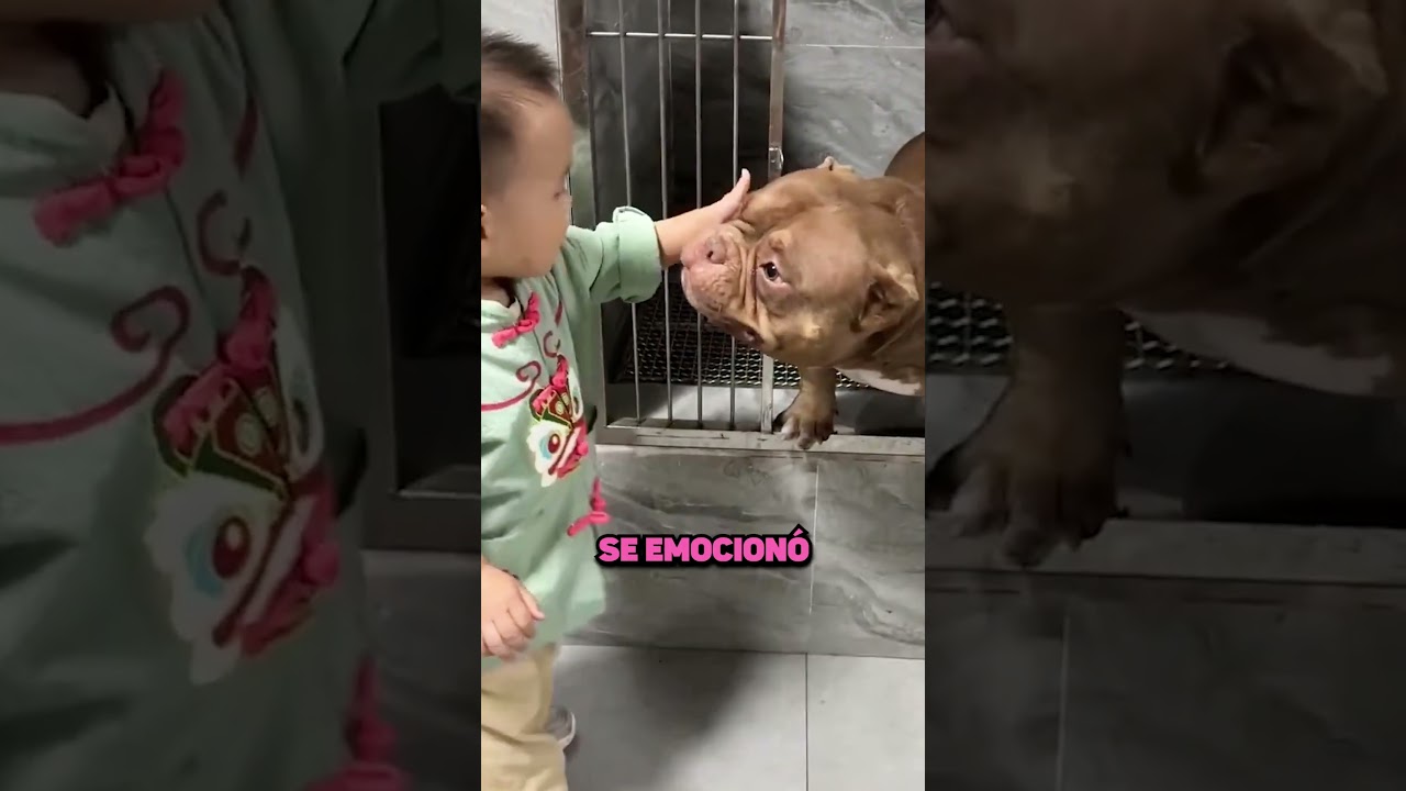 &iexcl;Este Perrito Quer&iacute;a Ser Adoptado! 🐶🏠