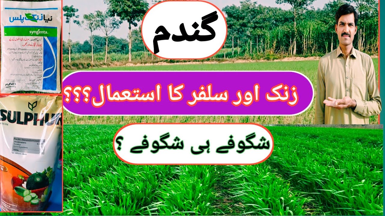 How to increase tillers in wheat crop | zinc fertilizer | wheat fertilizer 