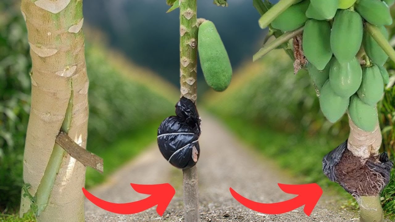 Desvendamos o Segredo do Mamoeiro Produzir Mamão Perto do Chão