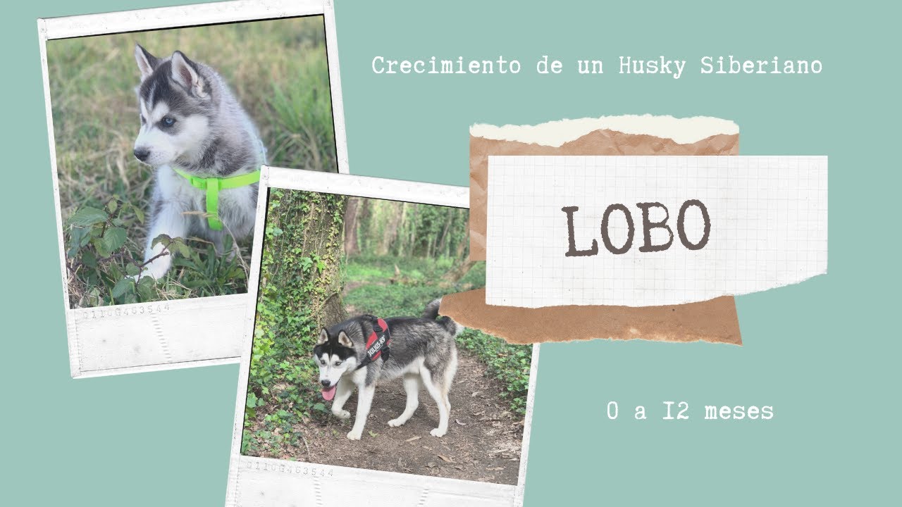 HUSKY SIBERIANO CRECIMIENTO DE BEBÉ 🐾❤️ 0-12 meses