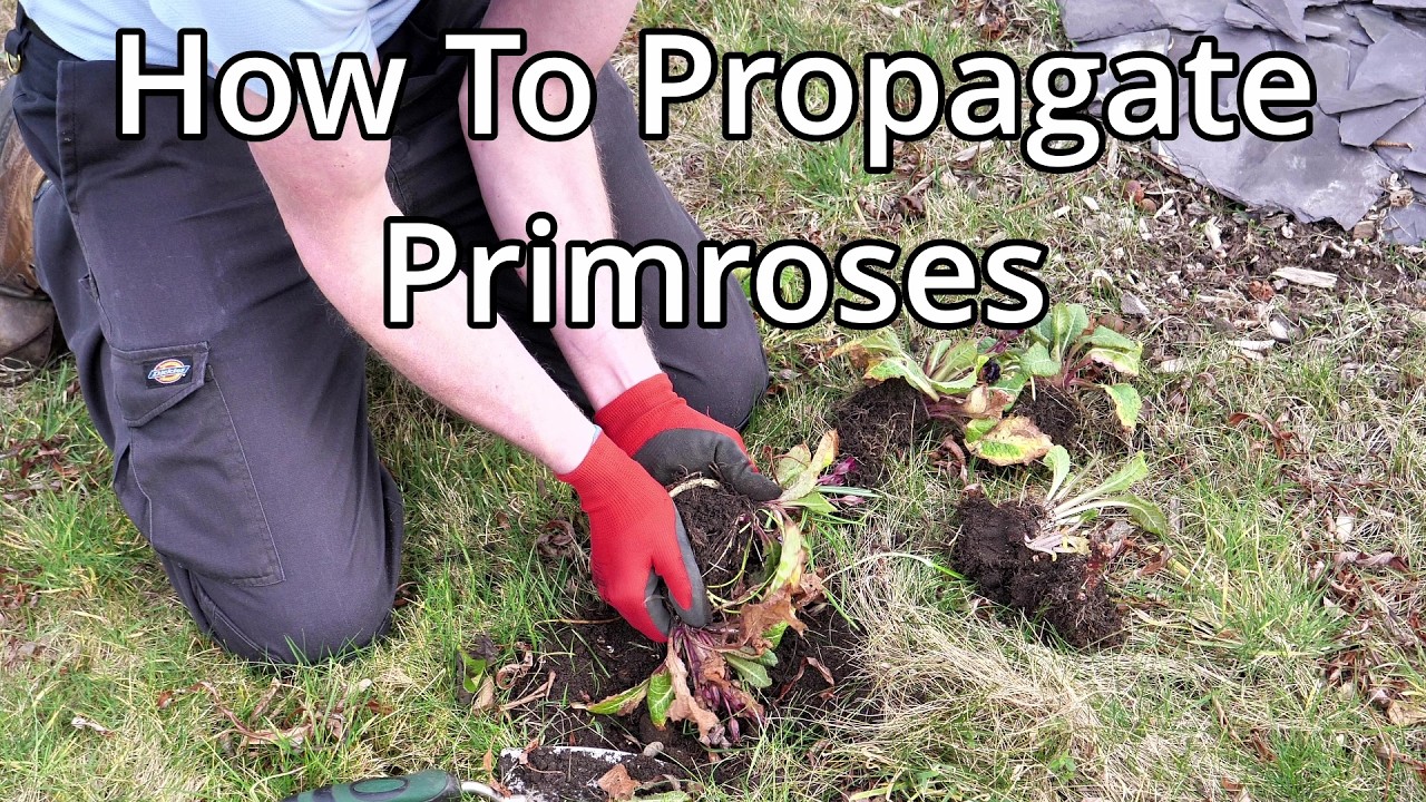 How To Divide And Propagate Primroses